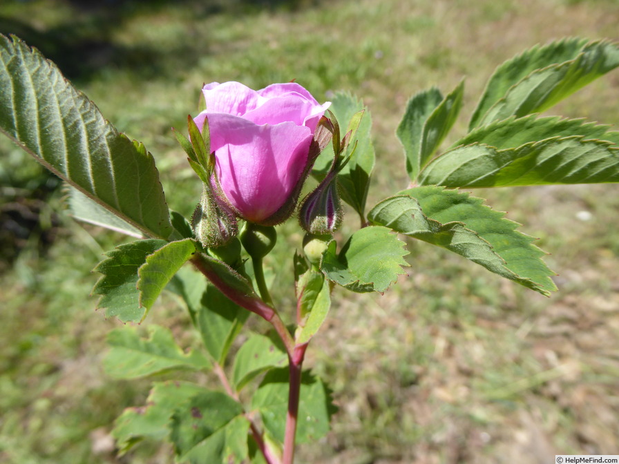 '<i>Rosa nutkana</i> subsp. <i>melina</i> (Greene) W.H. Lewis & Ertter' rose photo