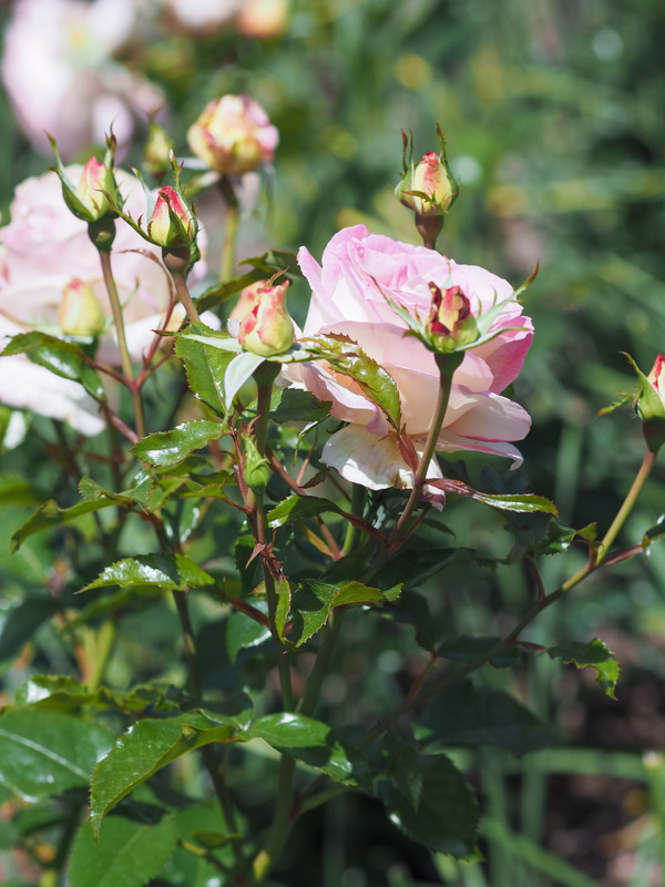 'Sweet Delight ®' rose photo