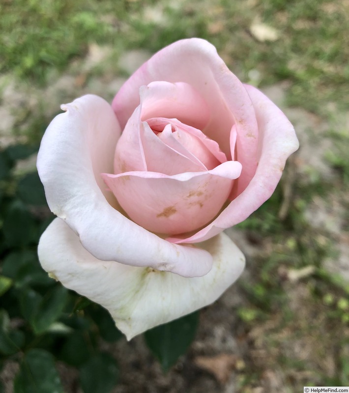 'Diana (hybrid tea, Bees, 1921)' rose photo