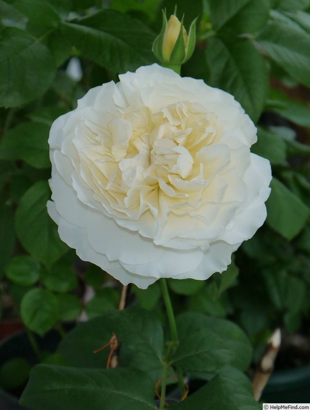'Eugenie (florists rose, Austin, 2019)' rose photo