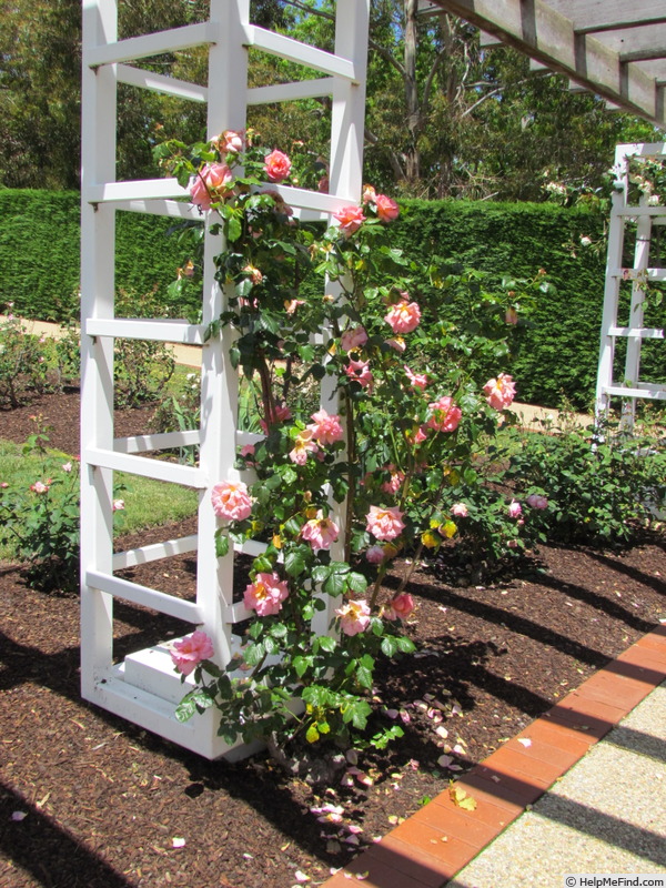 'Shot Silk, Cl. (cl. pernetiana, Knight, 1931)' rose, click to enlarge 'Shot Silk, Cl. (cl. pernetiana, Knight, 1931)' rose photo