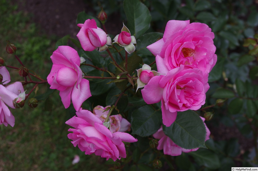 'Eliza ™ (hybrid tea, Kordes, 1995)' rose photo
