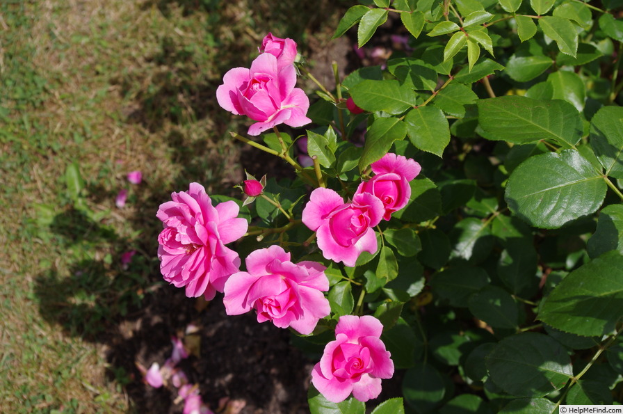'Play Rose ®' rose photo