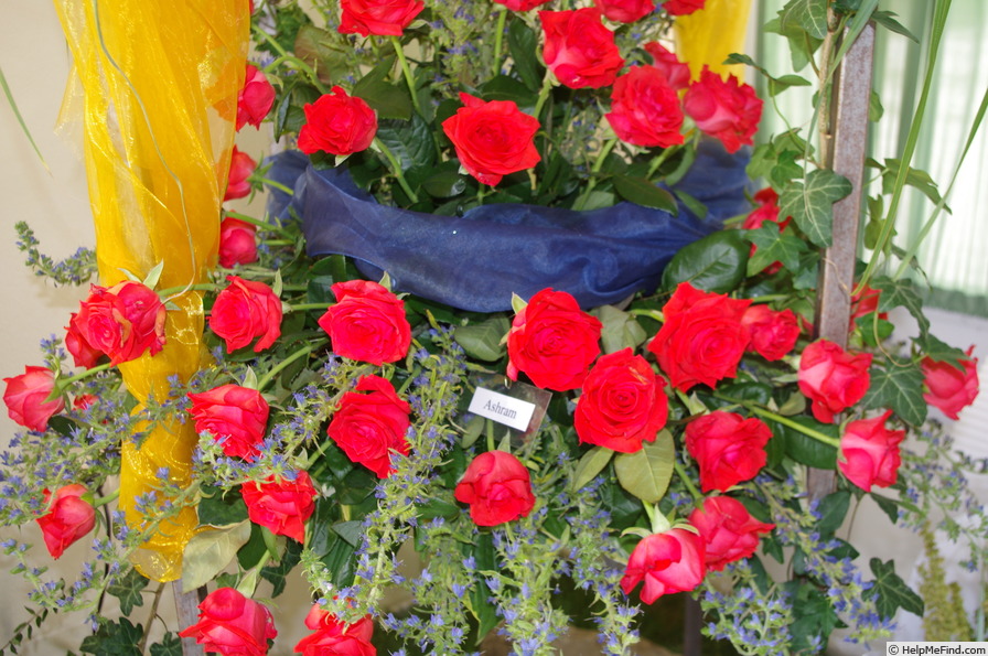 'Ashram (florists rose, Tantau, 2010/14)' rose photo