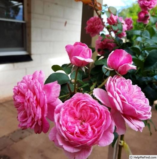 'Phyllis J Thomson' rose photo