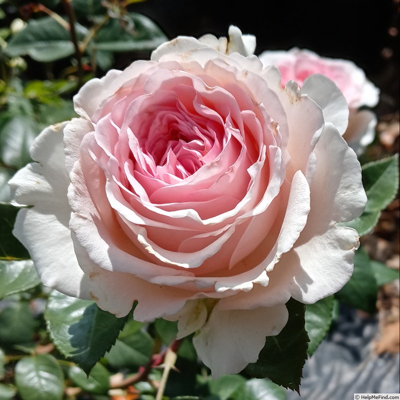 'Calm Composure' rose photo
