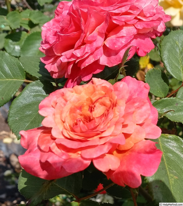 'Sunset Dream' rose, click to enlarge 'Sunset Dream' rose photo