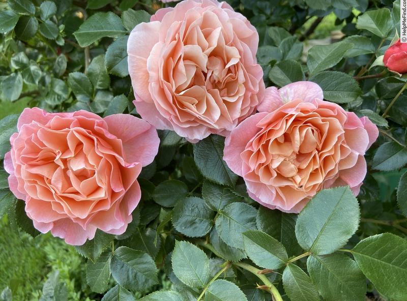 'Marie Curie ® (floribunda, Meilland 1997)' rose photo