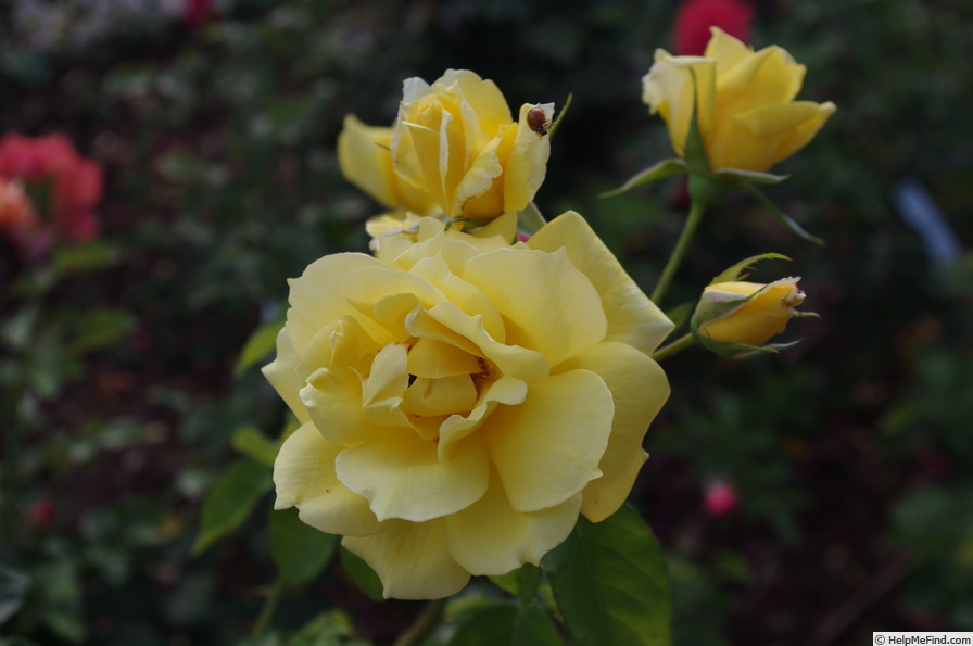 'Landora ®' rose photo