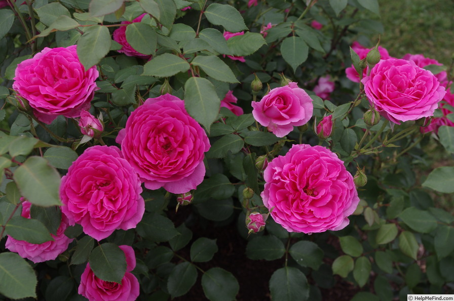 'Ulrich Brunner Fils' rose photo