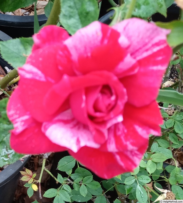 'Rosemarie (mini-flora, Anthony, 2015)' rose, click to enlarge 'Rosemarie (mini-flora, Anthony, 2015)' rose photo