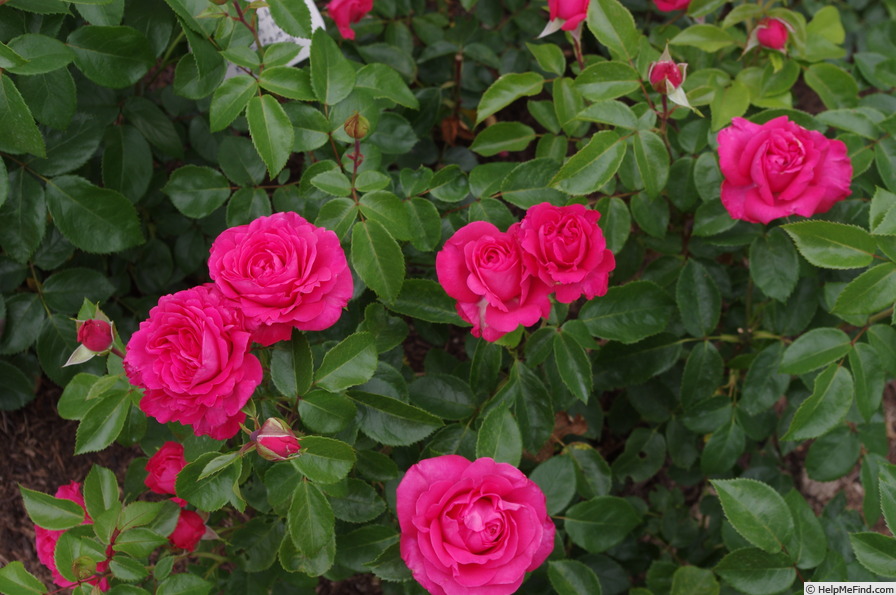 'Cherry Lady ® (hybrid tea, Kordes, 2002/12)' rose photo