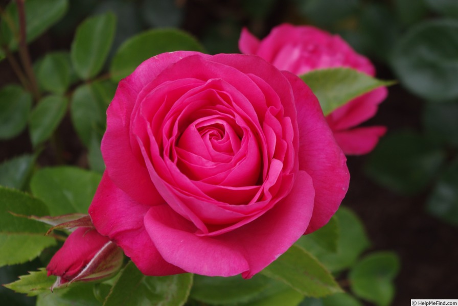 'Cherry Lady ® (hybrid tea, Kordes, 2002/12)' rose photo