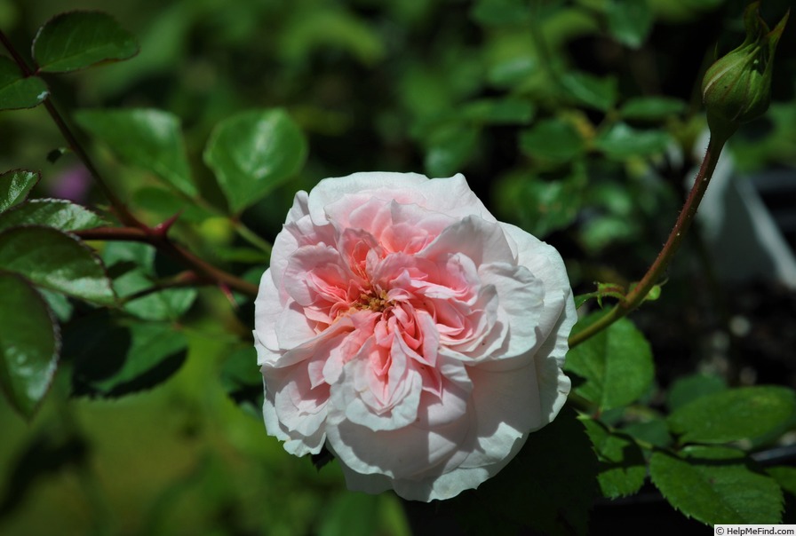 'The Fawn' rose photo