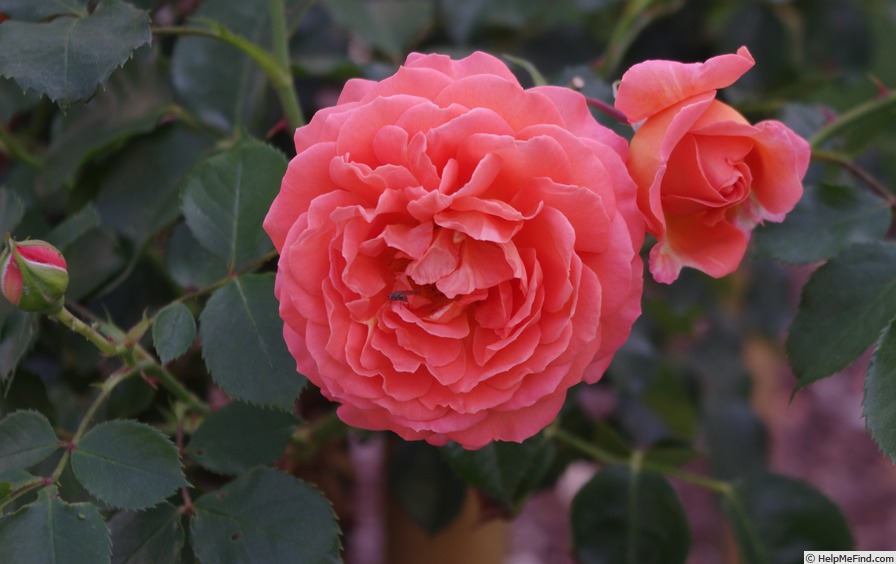 'Orange Meilove' Rose
