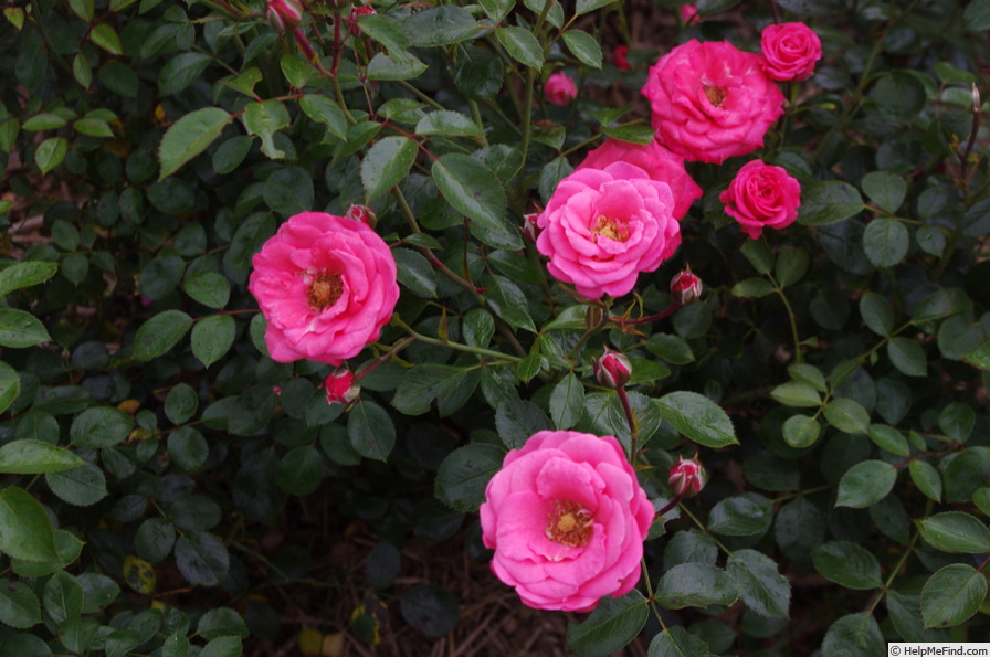 'Bella Rosa ® (floribunda, Kordes 1981)' rose photo