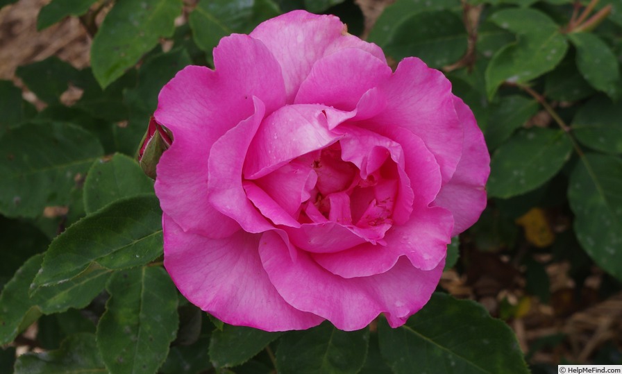 'The McCartney Rose ™' rose photo