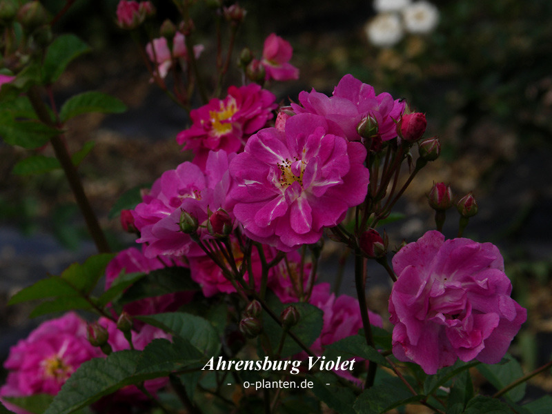 'Ahrensburg Violet' rose photo