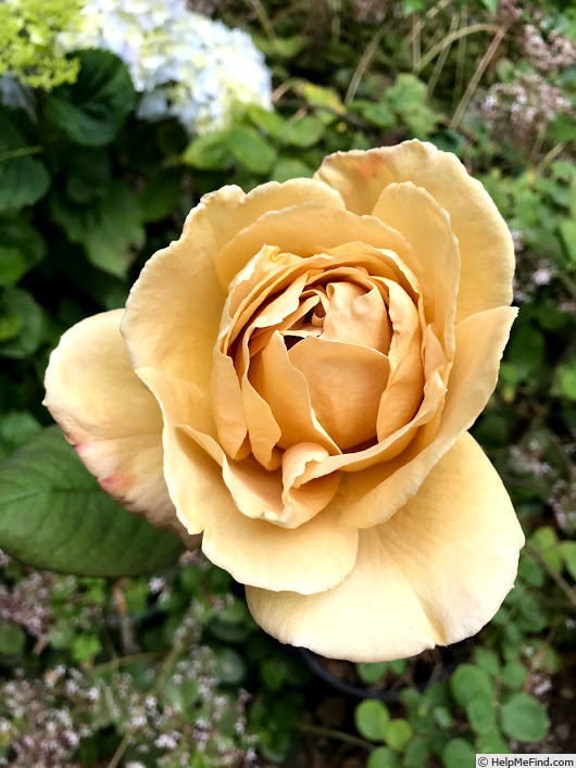 'JACtan' rose photo