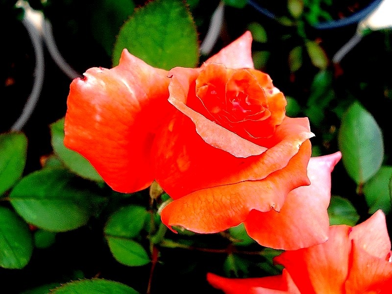 'Anne Vanderlove ®' rose, click to enlarge 'Anne Vanderlove ®' rose photo