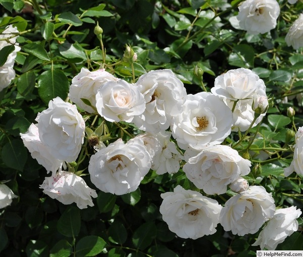 'Bridal Tiara' rose photo