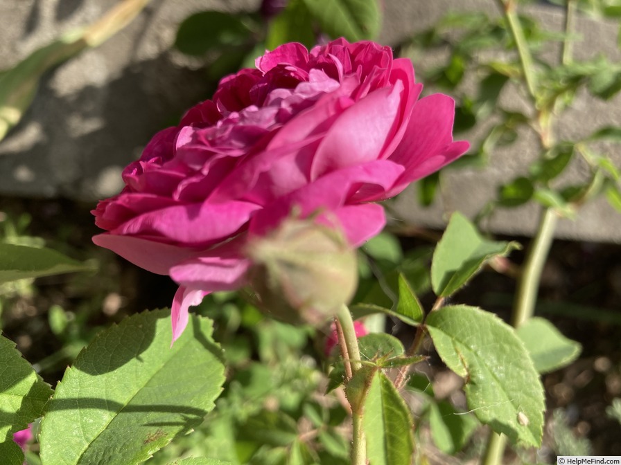 'Belle Herminie (gallica, Vibert, pre 1838)' rose photo