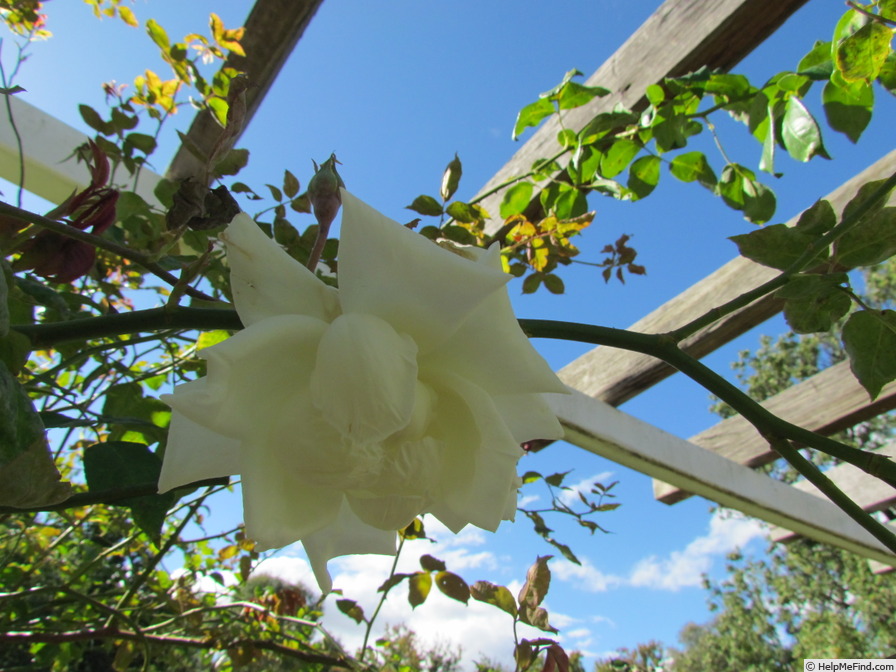 'Mrs. Herbert Stevens, Cl.' rose photo