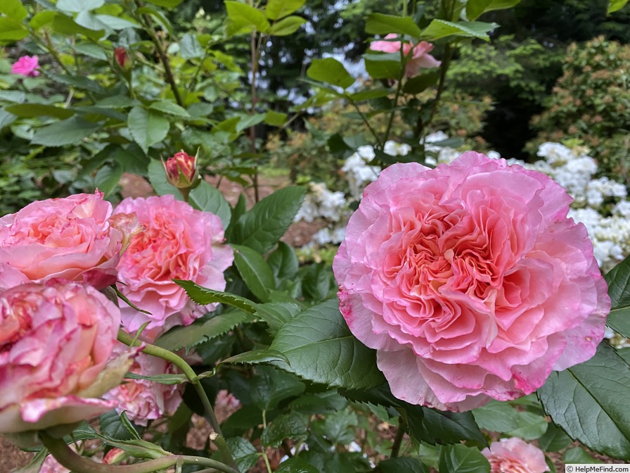 'Augusta Luise ® (Hybrid Tea, Evers, 1999)' rose photo