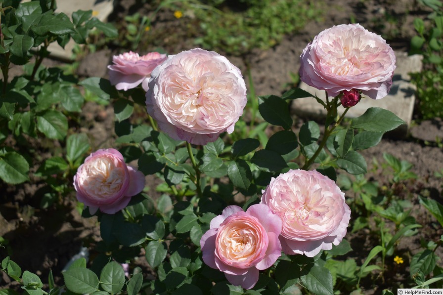 'Constance (florists rose, Austin, 2015)' rose photo