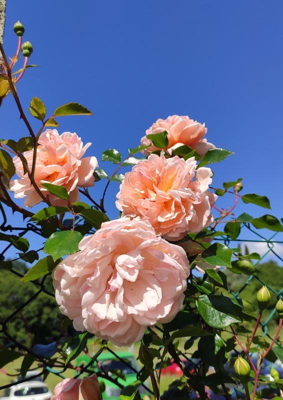 'Léontine Gervais' rose photo
