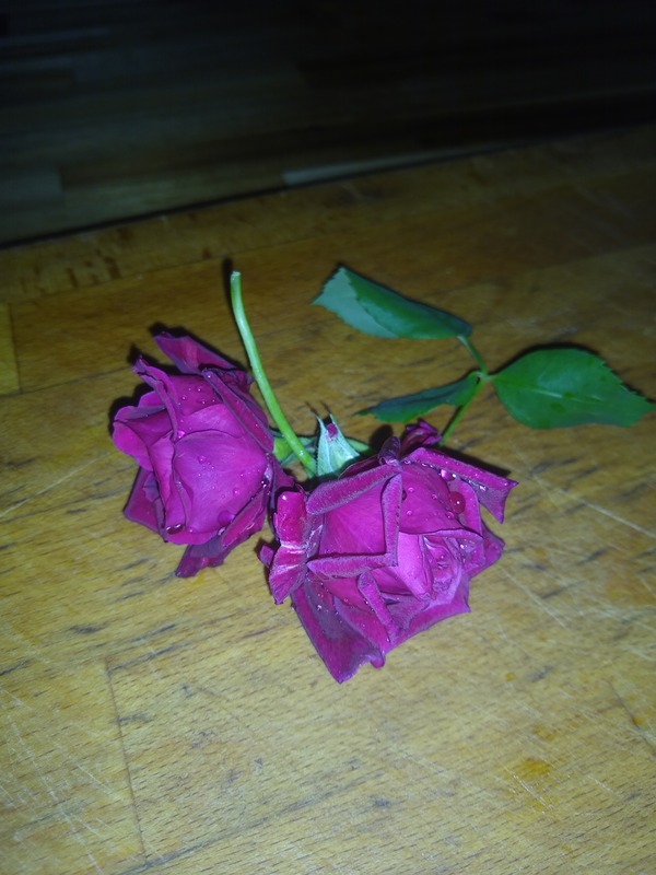 'Ja15-04' rose photo