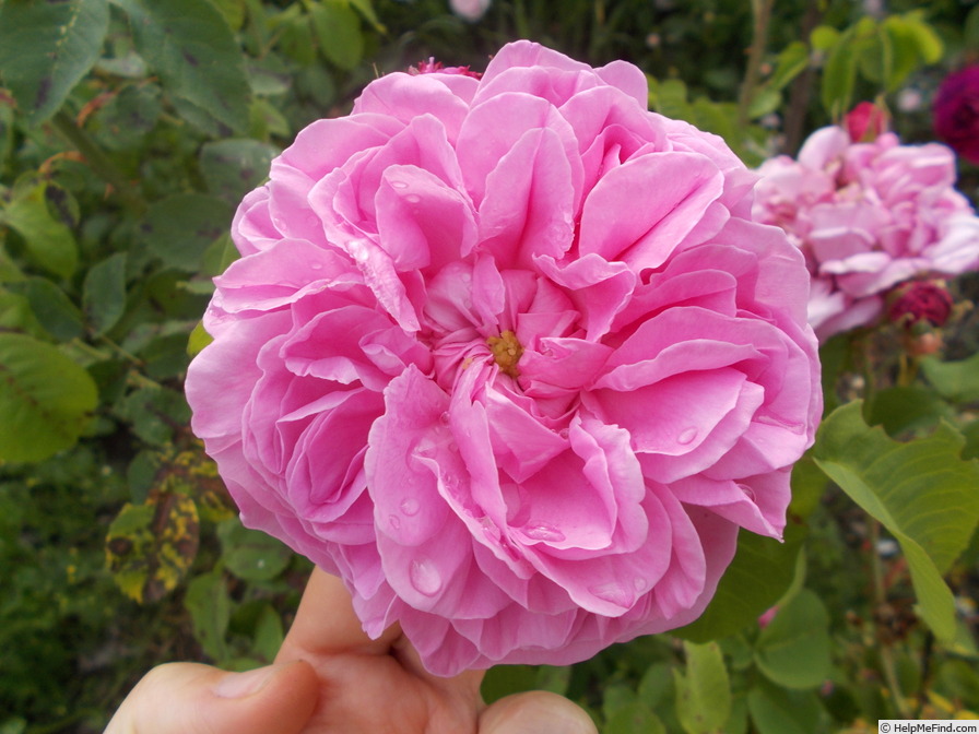 '<I>Rosa centifolia</I> L.' rose photo