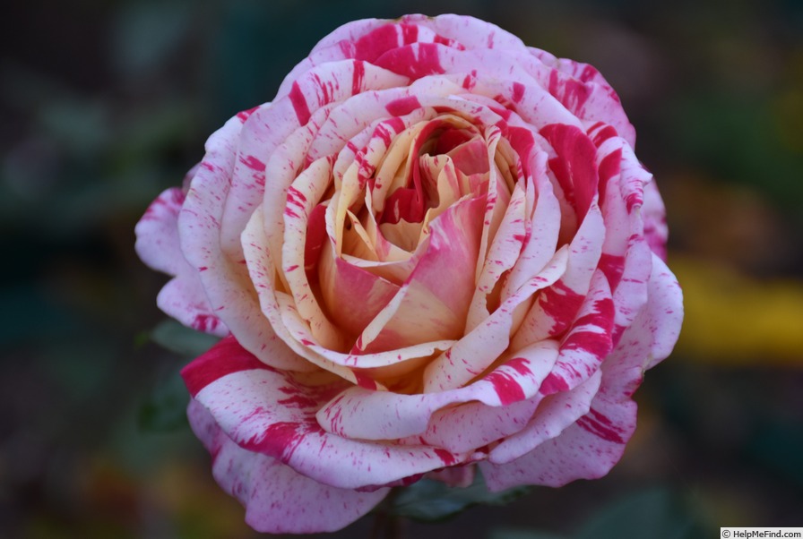 'It’s Magic (floribunda, Kordes 2004)' rose photo