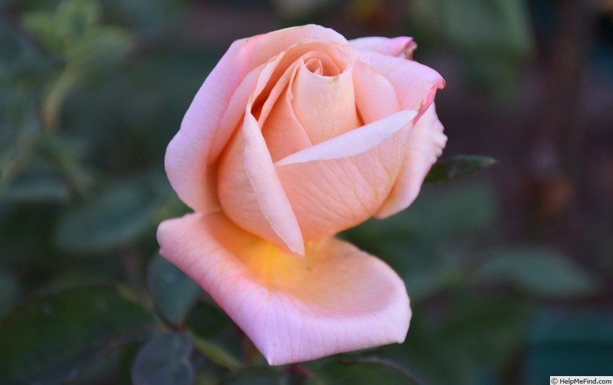 'Candy Flo' rose photo