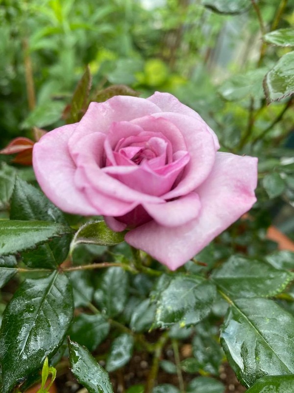 'Dream Lover (Mini Fl, Pearce 1998)' rose photo