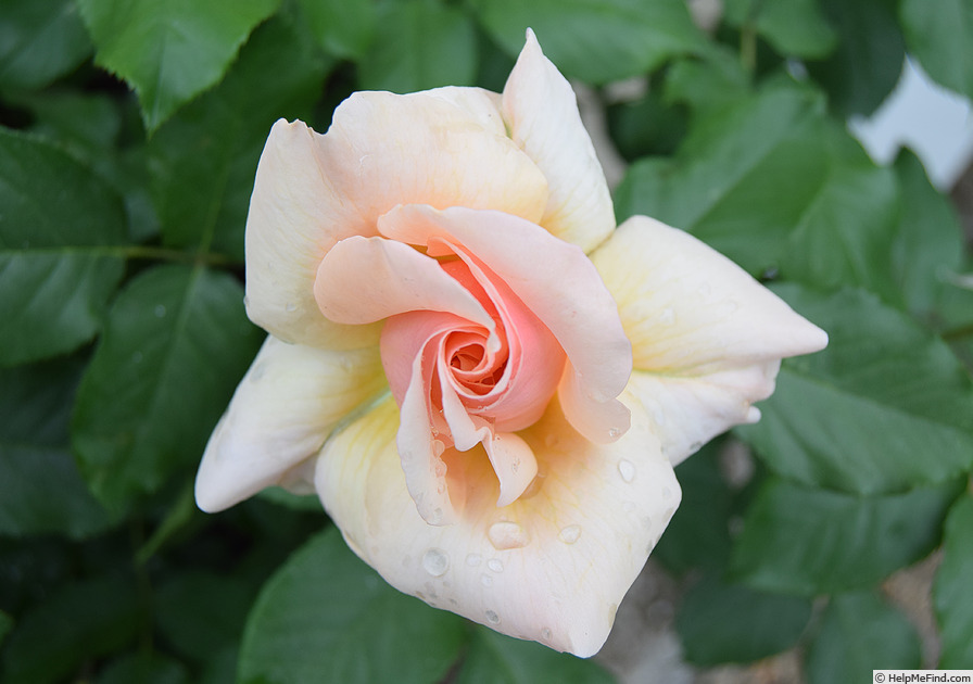 'Mother of Pearl ™ (grandiflora, Meilland 2006)' rose photo