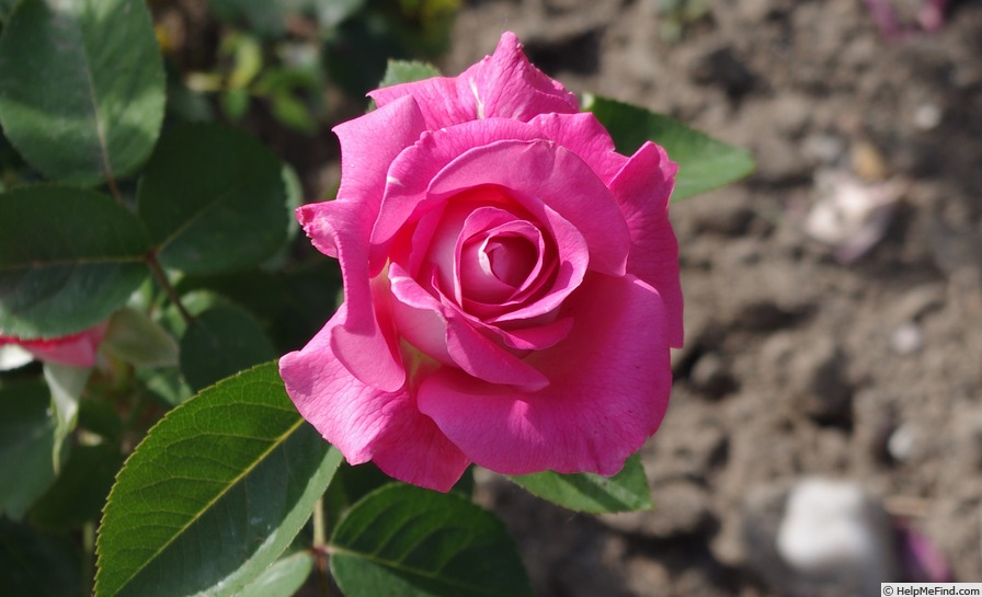 'Cantilena Bohemica' rose photo