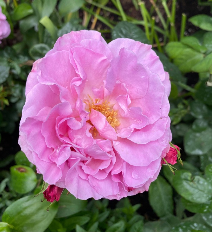'Grande-Duchesse Maria Teresa' rose photo