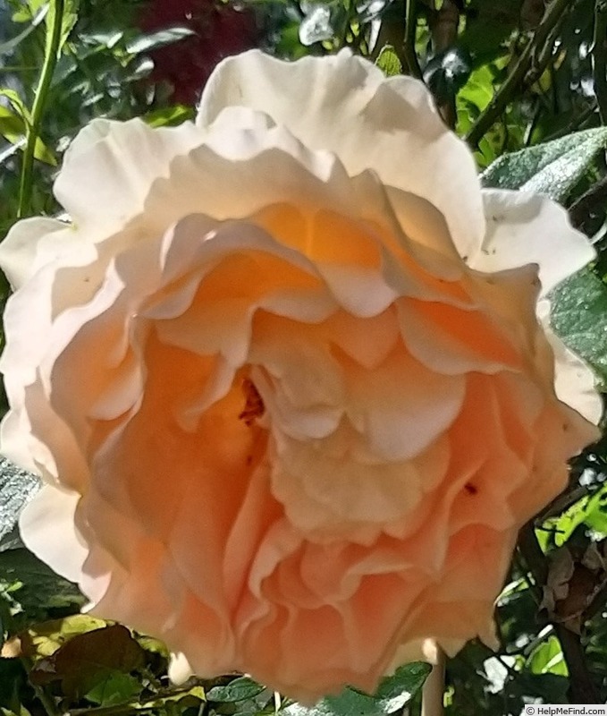 'Polka ™ (climber, Mouchotte/Meilland 1991)' rose photo