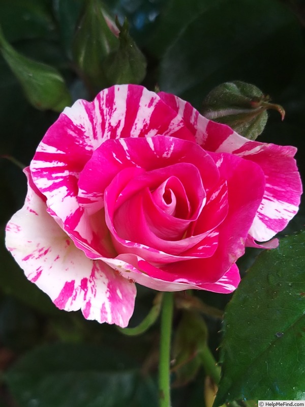 'Purple Splash ®' rose photo