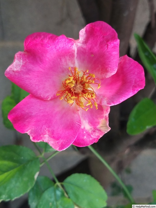 'Roville ®' rose photo