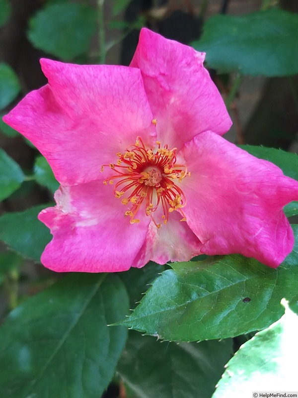 'Roville ®' rose photo