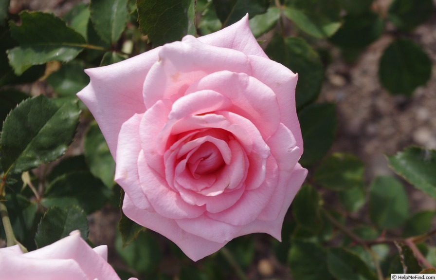 'KORlift' rose photo