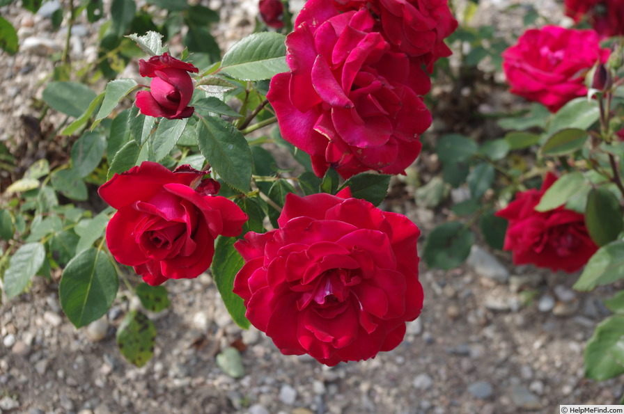 'Pharaon (hybrid tea, Meilland, 1967)' rose photo