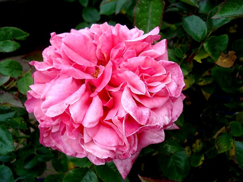 'Pink Voluptia ®' rose photo