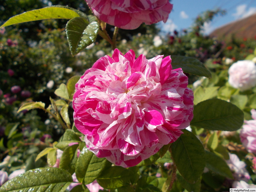 'Madame d'Hébray (gallica, Pradel, 1857)' rose photo