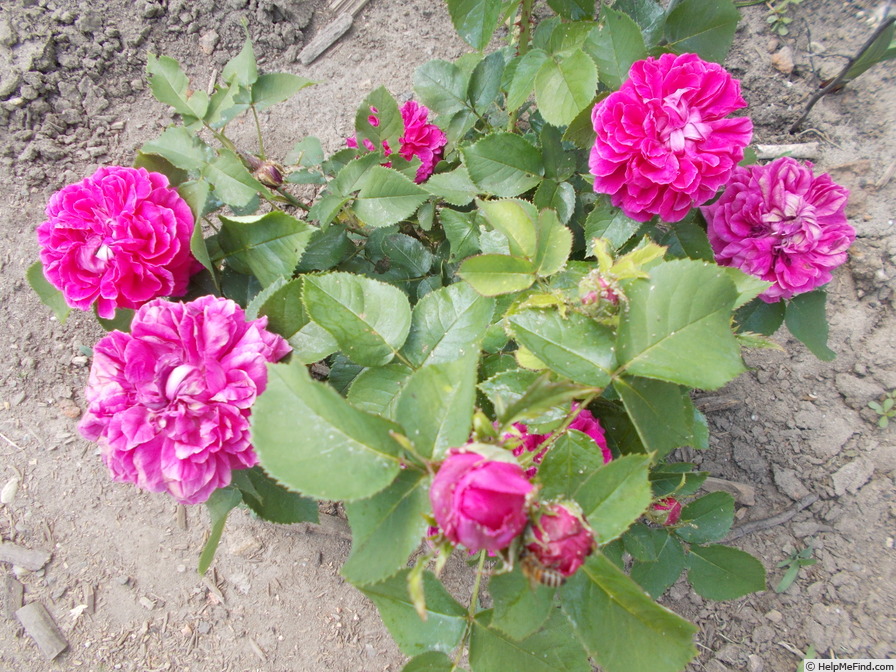 'La Motte-Sanguin' rose photo