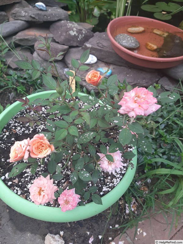 'Peachy Bear' rose photo