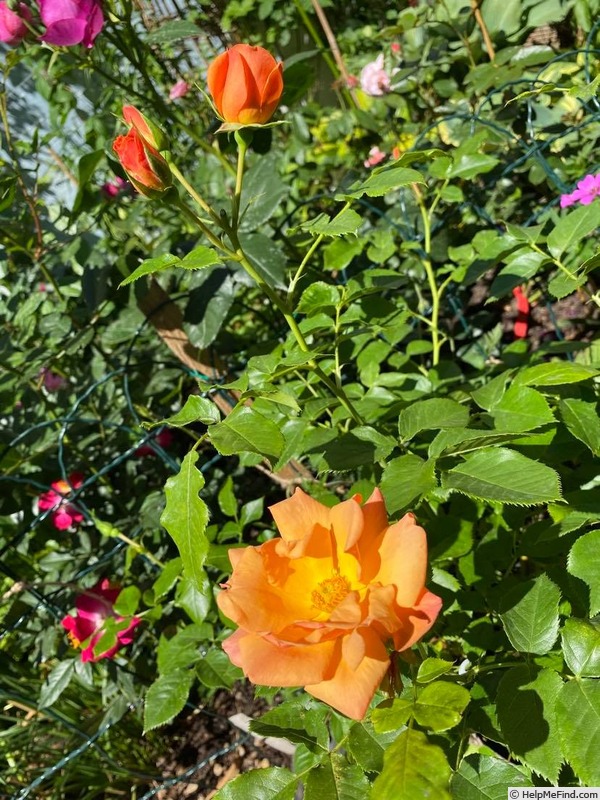 'Charming (floribunda, Kenny 2012)' rose photo