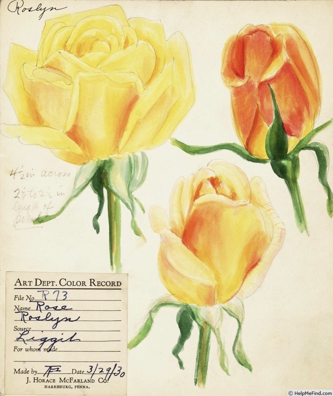 'Roslyn (hybrid tea, Towill 1929)' rose photo